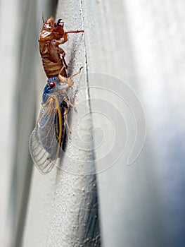 Cicada seventeen year - newly molted