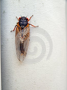 Cicada seventeen year photo