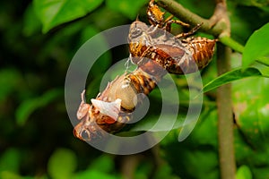 a cicada in shedding its shell and feathering horizontal composition