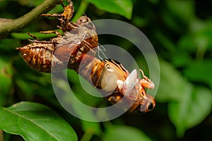 a cicada in shedding its shell and feathering horizontal composition