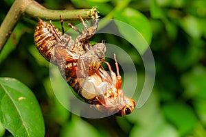 cicada in shedding its shell and feathering at horizontal composition