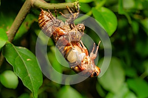 cicada in shedding its shell and feathering at horizontal composition