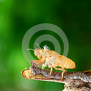 Cicada shedding its shell