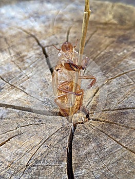 Cicada shedding skin.