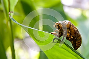 Cicada shell