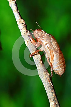 Cicada shell