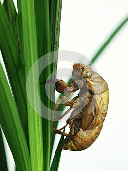 Cicada shell