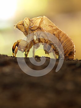 Cicada Shell