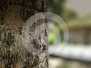 cicada shell attached to a tree trunk