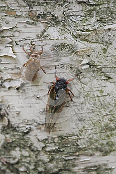 A Cicada Shell and a Cicada on a white Birch Tree Trunk - Magicicada