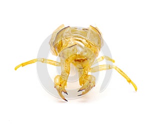 Cicada shell, ecdysis, moult, molt, exoskeleton, shed, exuviate, slough through a process called ecdysis isolated on white