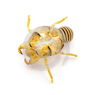 Cicada shell, ecdysis, moult, molt, exoskeleton, shed, exuviate, slough through a process called ecdysis isolated on white