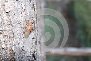 A Cicada shell hang on tree trunk