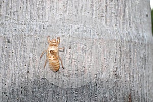 A Cicada shell hang on tree trunk