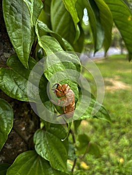 Cicada shell hanging on a tree in a tropical forest