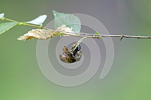 A Cicada Shell Hanging Upside Down - Magicicada