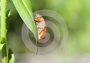 Cicada Shell on Leaf