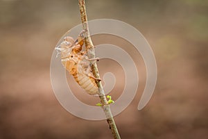 Cicada shell