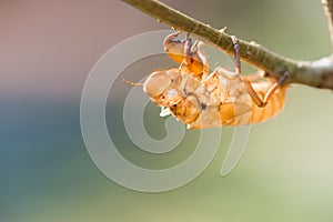 Cicada shell