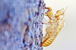 Cicada shell moult