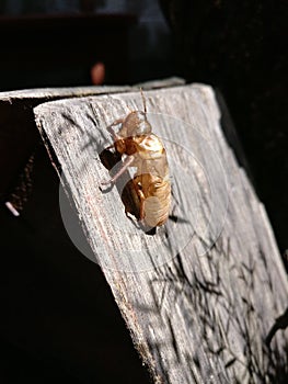 Cicada shell