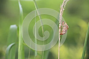 Cicada shell