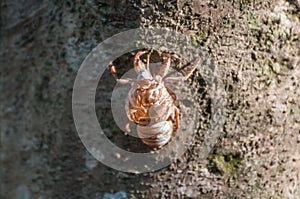 Cicada shell stuck in tree.