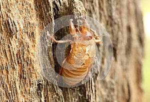 Cicada shell (Thailand)