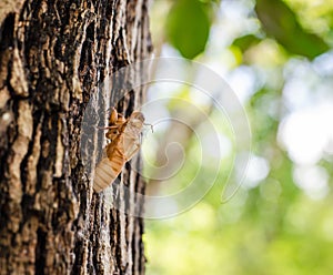 Cicada shell on the tree