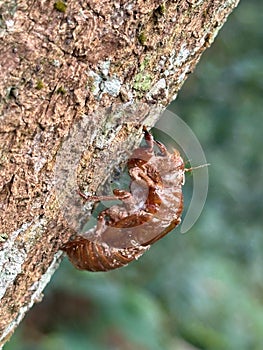 Cicada shell on tree bark