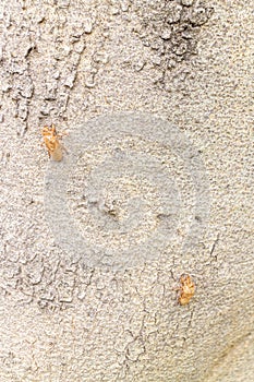 Cicada shell on tree bark, closeup of cicada shell