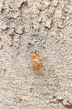 Cicada shell on the tree, close-up of photo