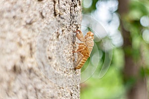 Cicada shell on the tree in the forest, Thailand