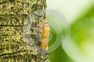 Cicada shell on a tree trunk.