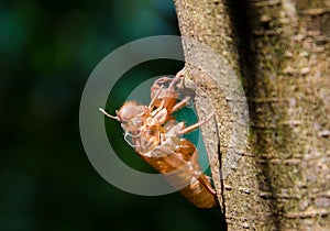 cicada shell which leave on the tree