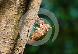 cicada shell which leave on the tree