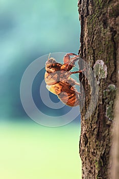 Cicada shell