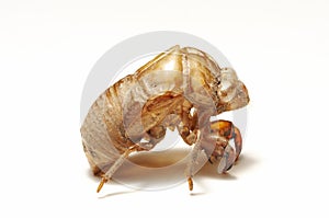 Cicada shell on white