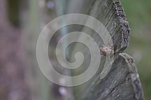 Cicada Shell On Wooden Fence