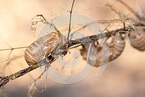 Cicada shells on a tree during summer.
