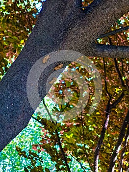 Cicada shells on trees in Shaanxi, China