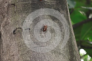 The cicada shells were attached to a tree branches