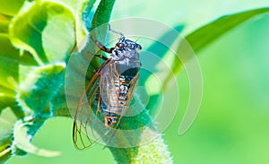 Cicada sit on a sunflower stem