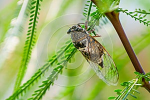 Cicada sits on a branch in natural habitat