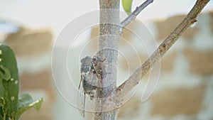 The cicada sits on a tree branch and chirps