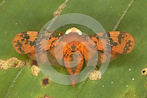 Cicada sitting on a palm leaf.