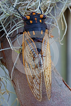 Cicada sitting on tree close-up