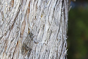 Cicada sitting on a tree trunk