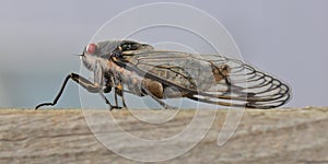 Cicada sitting on a wooden beam