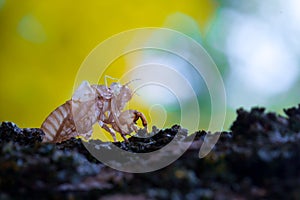 Cicada skin on a branch of wood